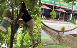 Màn hái mít đi vào lòng đất