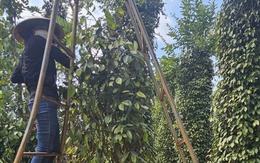 Giá hồ tiêu tiếp tục giảm, doanh nghiệp tích cực làm việc với đối tác tại Mỹ
