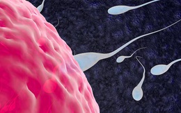 Bạn mập hay ốm phụ thuộc vào tháng được thụ thai?