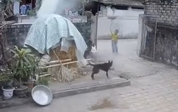 Chú chó chạy hoảng loạn khi cậu chủ nghịch ngợm đốt đống rơm