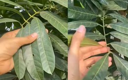 Mua giống cây chôm chôm trên mạng về trồng thành cây xà cừ