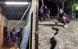 Tay không bắt rắn hổ mang khổng lồ bò trên mái nhà