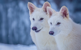 Mỹ hồi sinh thành công loài sói đã tuyệt chủng cách đây 12.500 năm