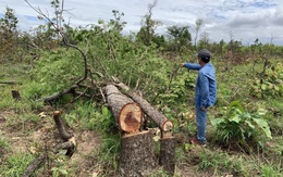 Đắk Lắk quyết thu hồi 128.000ha đất rừng bị lấn chiếm