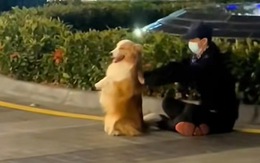 Chú chó phối hợp với ông chủ truyền nội công