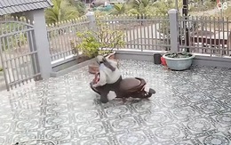 Cô gái drift xe máy quay 180 độ vì nền gạch sân trơn trượt