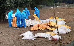 Cúm gia cầm A/H5N1 có khả năng gây tử vong trên người xuất hiện ở Quảng Trị sau 3 năm vắng bóng