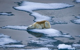 Cực Bắc có thể dịch chuyển hơn 27m vì biến đổi khí hậu
