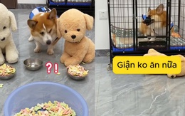 Chú chó nổi cáu vì bị đối xử không công bằng