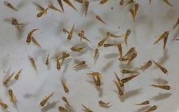 Việt Nam là nước đầu tiên trên thế giới sản xuất thành công giống cá cam đắt giá