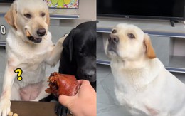 Chú chó cay cú khi sen cho đồng bọn ăn thịt còn mình ăn xương