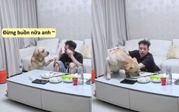 Chú chó giả vờ vỗ về sen để cướp đồ ăn