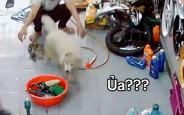 Cười sảng với chú chó diễn sâu