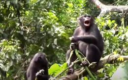 Tinh tinh có 'ngôn ngữ' tinh vi như con người