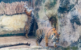 2 hổ con Bình và Dương ở Thảo cầm viên tròn 2 tuổi: Vẫn ôm nhau ngủ, mê tắm mưa