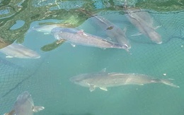 Bí quyết giúp Việt Nam sản xuất thành công giống cá cam lần đầu tiên trên thế giới