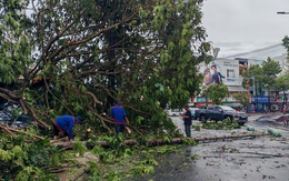 Mưa to ở TP Tân An, nhiều cây xanh ngã đổ
