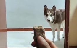 Chú chó tham ăn bị dính cú lừa