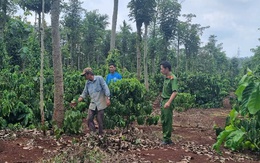 Tiêu giống khan hiếm, giá cao, xuất hiện tình trạng cắt trộm dây tiêu