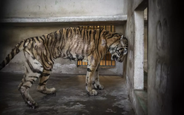 Những khung hình ám ảnh tại Giải thưởng Nhiếp ảnh Môi trường 2025