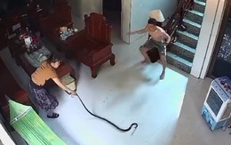 Chồng hú hồn khi thấy vợ tay không bắt rắn khủng