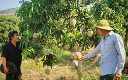 Xoài Úc ở Cam Lâm rớt giá chưa từng thấy, nông dân 'treo vườn' không muốn thu hoạch