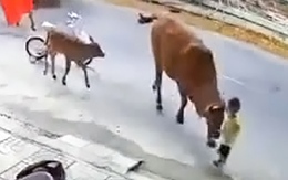 Xác minh chủ nhân đàn bò thả rông giữa phố húc vào cháu bé ở Đà Nẵng