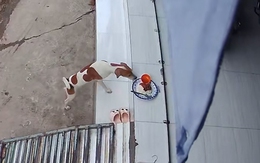 Chú chó sung sướng khi được hàng xóm cho ăn bữa cơm sườn ngon lành