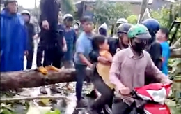 Đồng Nai: Dông lốc làm nhiều cây gỗ lớn ngã đổ, một phụ nữ bị thương