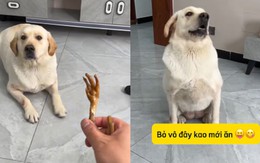 Chú chó bị mất miếng mồi ngon vì đòi ăn trong tô