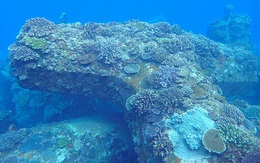 San hô phục hồi nhanh hơn trên các cấu trúc nhân tạo