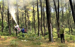 Sâu róm xuất hiện đe dọa gây hại hàng trăm ha rừng thông