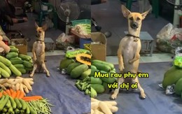 Chú chó ngoan ngoãn ngồi bán rau giúp chủ