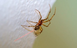 Nhện chỉnh sửa gene bắn ra tơ đỏ