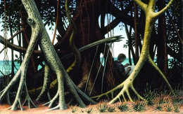 Cây đa nghĩ thế nào là đẹp?