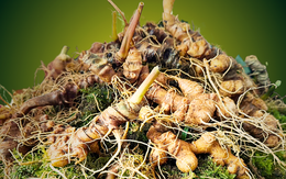 Nghề sâm Ngọc Linh là di sản văn hóa phi vật thể quốc gia