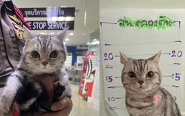 Chú mèo bị tạm giữ vì tội 'chống đối người thi hành công vụ'