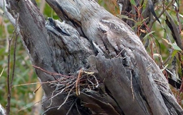 Bạn nhìn thấy bao nhiêu con chim trong hình?