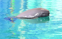 Vua Càn Long và bảo tồn cá heo