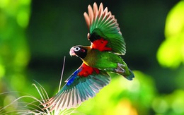 Costa Rica - Xứ sở bình yên của chim trời