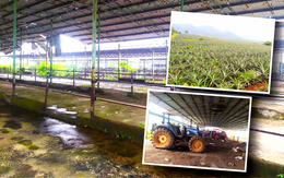 Dự án chăn nuôi bò nghìn tỉ, sau 10 năm vẫn không có con bò nào chỉ có... bạt ngàn cây dứa