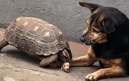 Chú chó bất lực khi bị rùa cướp mất cục xương