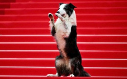 Giải Palm Dog kỷ niệm 25 năm tôn vinh các diễn viên bốn chân trên màn ảnh tại Cannes