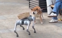 Chó robot bỏ chạy khi gặp chó thật, làm bao kỹ sư phần cứng rụng rời