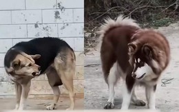 Chú chó cay cú khi bị đồng bọn cà khịa cái tên