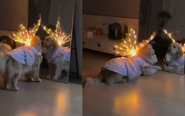 Chú chó điệu đà thích soi gương