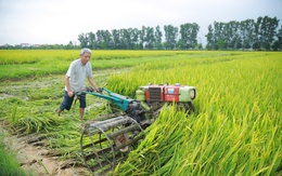Hàng ngàn héc ta lúa lép hạt, nguy cơ mất trắng