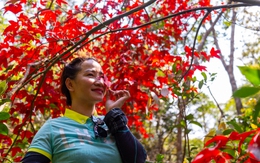 Sắp có tour ngắm đào chuông, rừng rêu ma mị trên 'nóc nhà' Quảng Trị