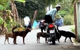 Thanh niên quỳ gối trên yên xe máy khi bị đàn chó vây quanh