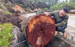 Hàng ngàn cây gỗ 'khủng' bị cưa hạ la liệt để làm dự án mở đường